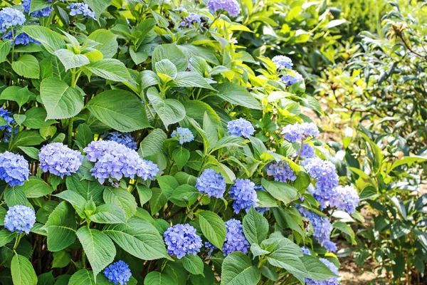 Blue Hortensia (hydrangea) in the garden. — Stockfoto