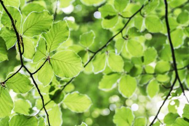 Sabah vakti ağaçların yaprakları sarkmış durumda..