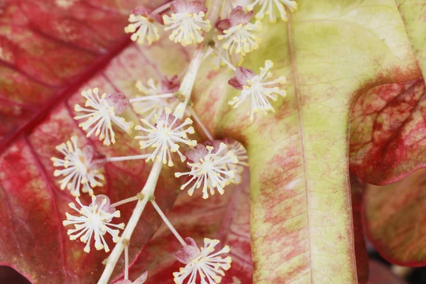 Gartenroton (codiaeum variegatum) mit männlichem Blütenstand auf einem — Stockfoto
