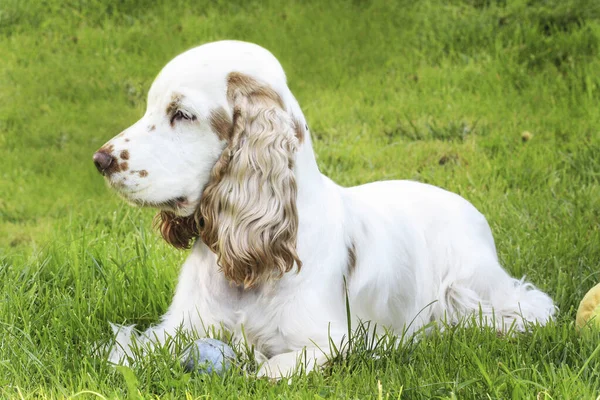 Portrait of a cocker spaniel sitting in the garden — Stock Photo, Image