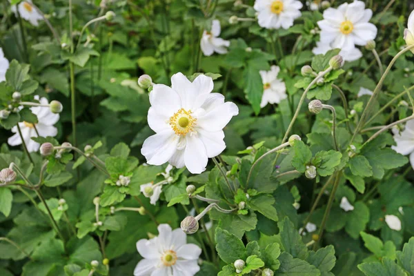 Дикая роза (Rosa canina) в саду . — стоковое фото