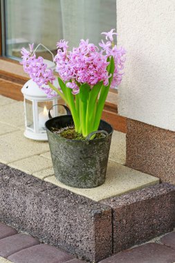 Pembe sümbül çiçekleriyle nasıl masa dekorasyonu yapılır?