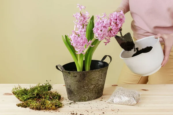 Hur man gör bordsdekoration med rosa hyacint blommor — Stockfoto