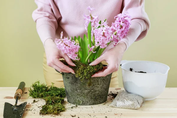 Cómo hacer decoración de mesa con flores de jacinto rosa. — Foto de Stock