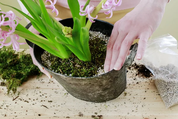 Hur man gör bordsdekoration med rosa hyacint blommor — Stockfoto