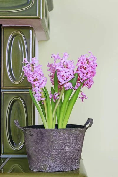 Come fare la decorazione della tavola con fiori di giacinto rosa — Foto Stock