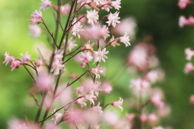 Bahçedeki küçük pembe çiçekler