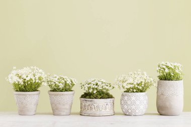 Yeşil arkaplanda Saxifraga arendsii (Schneeteppich) çiçekleri