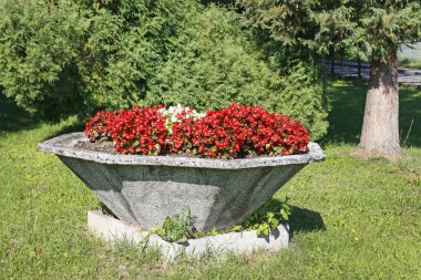 Bahçede kırmızı begonya çiçekleri. 