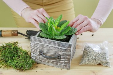 Kadın, primula çiçekleriyle nasıl basit bir dekorasyon yapılacağını gösteriyor.