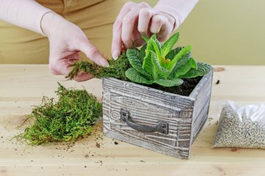 Kadın, primula çiçekleriyle nasıl basit bir dekorasyon yapılacağını gösteriyor.