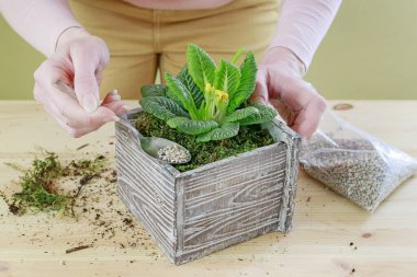 Kadın, primula çiçekleriyle nasıl basit bir dekorasyon yapılacağını gösteriyor.