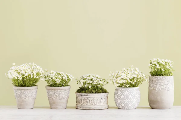 Saxifraga arendsii (Schneeteppich) flores sobre fundo verde — Fotografia de Stock