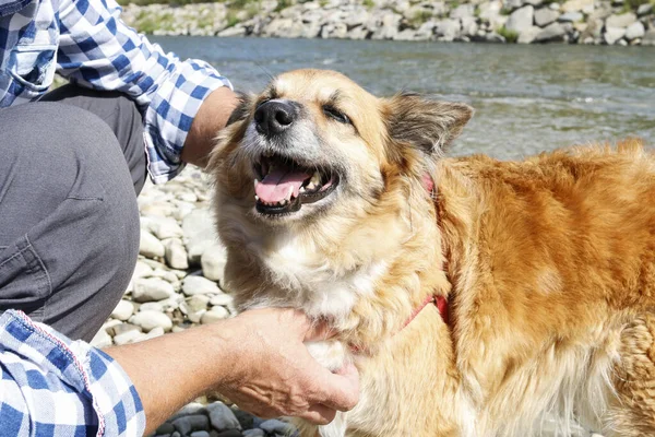 Dog is panting at the beach, it\'s too hot for him.