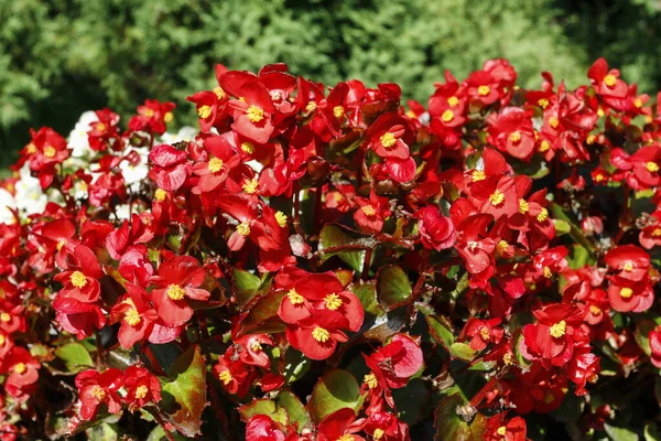 Rote Begonien blühen im Garten. — Stockfoto