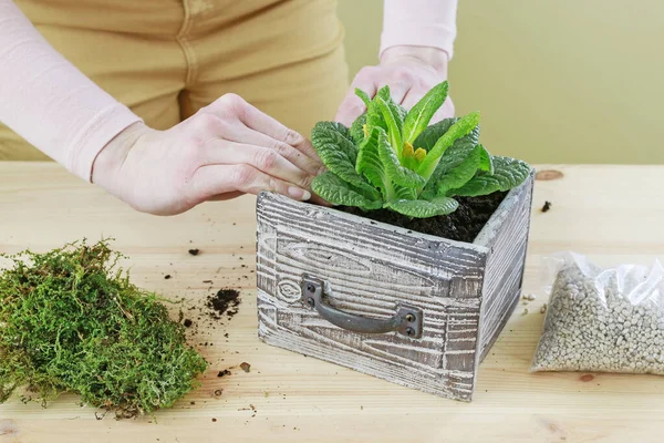 Frau zeigt, wie man eine einfache Dekoration mit Primeln macht — Stockfoto