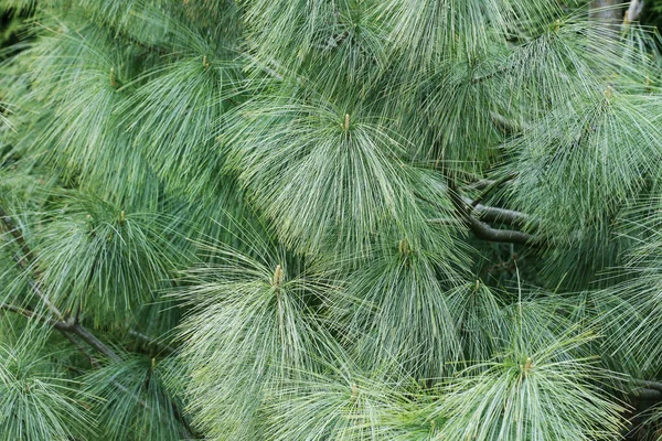 Pinus wallichiana träd, tapetmotiv. — Stockfoto