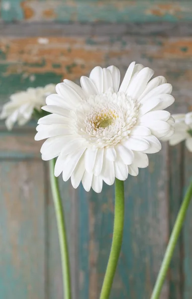 Single white gerbera flower on green wooden background. — ストック写真