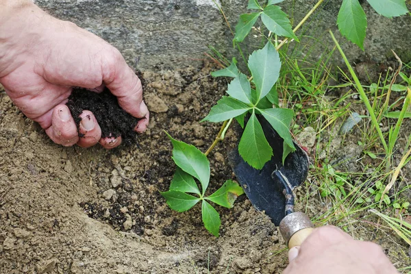 Muž zasadí semenáček Virginia Creeper. — Stock fotografie