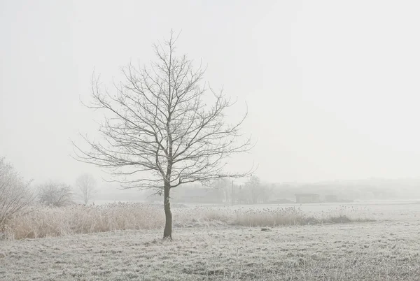 Замерзшие деревья по утрам в сельской местности — стоковое фото