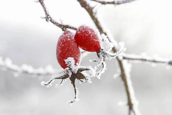 Frostige rote Hagebutten im Garten — Stockfoto