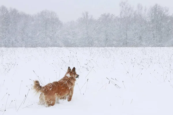 El perro está mirando el bosque durante la tormenta de nieve . — Foto de Stock