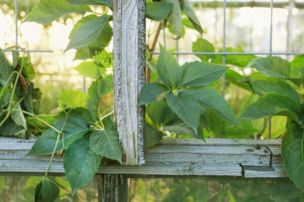 Parthenocissus plant on the iron gate. Green virginia creeper le
