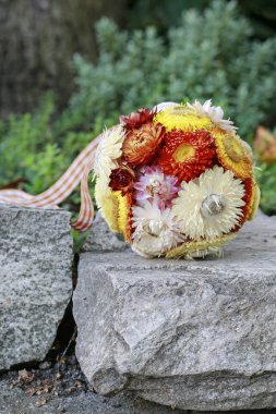 Dekoratif top helichrysum bracteatum yapılmış - sonsuz flo