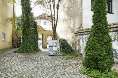 Krakow, Polonya - Ekim 04, 2019 Sarmaşık kaplı ağaçlar