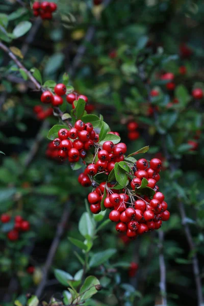 Branche d'aubépine dans le jardin, baies rouges . — Photo