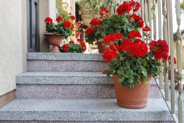 Kırmızı sardunyalı saksılar (pelargonyum) s üzerinde duran çiçekler