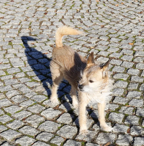 Cute small dog is standing on cobbled street — 스톡 사진