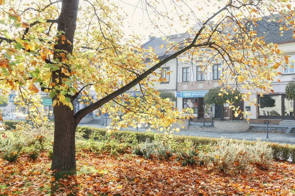 KETY, POLAND - OCTOBER 26, 2019: Big tree at the main market squ — Stock Photo, Image