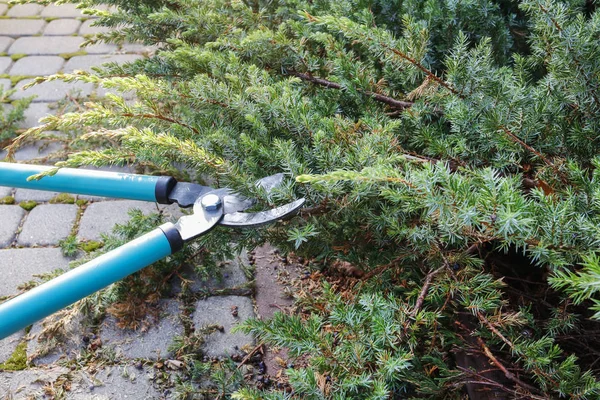 Kobieta używa sekatorów do cięcia krzewów iglastych w ogrodzie — Zdjęcie stockowe
