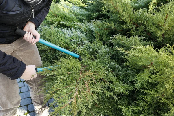 Woman uses pruning shears to cut coniferous shrubs in the garden — Stock Photo, Image