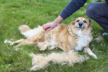 The dog sheds his hair (moulting) and the guardian combs it.  clipart