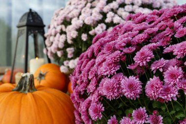 Beautiful home decoration with pumpkins, chrysanthemum flowers a