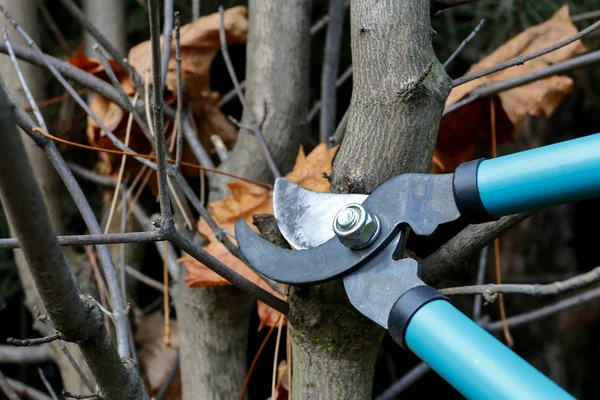 Trockene Äste mit der Baumschere schneiden. — Stockfoto