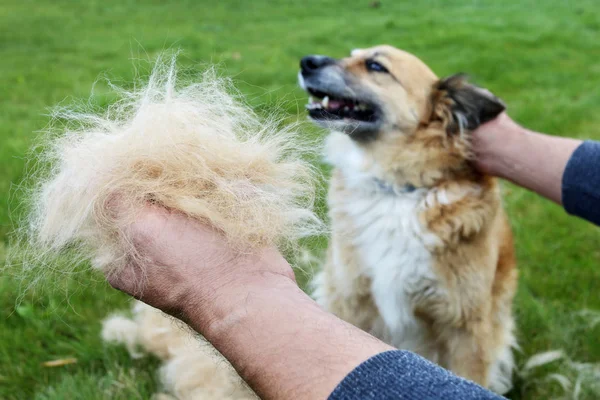O cão lança seu cabelo (moulting) e o guardião penteia-lo . — Fotografia de Stock