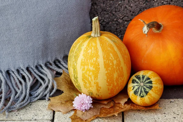 Calabazas coloridas, hojas y manta. Decoración de otoño —  Fotos de Stock