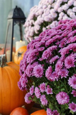 Beautiful home decoration with pumpkins, chrysanthemum flowers a