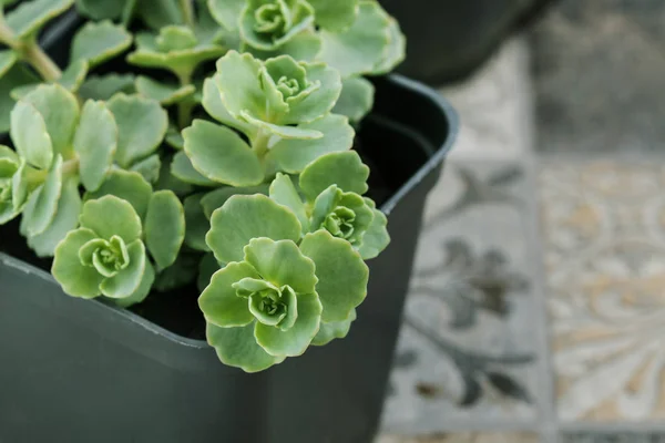 Evergreen saftiga växter i krukor. — Stockfoto