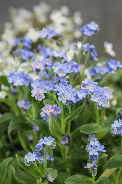 Field of forget me not flowers. — Stock Photo, Image
