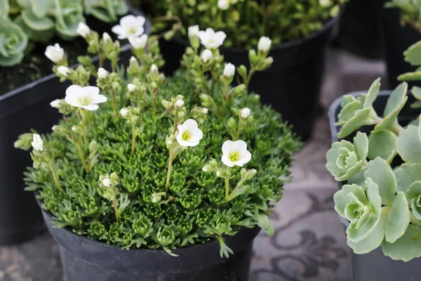 Saxifraga arendsii (Schneeteppich) bloemen in de potten. — Stockfoto