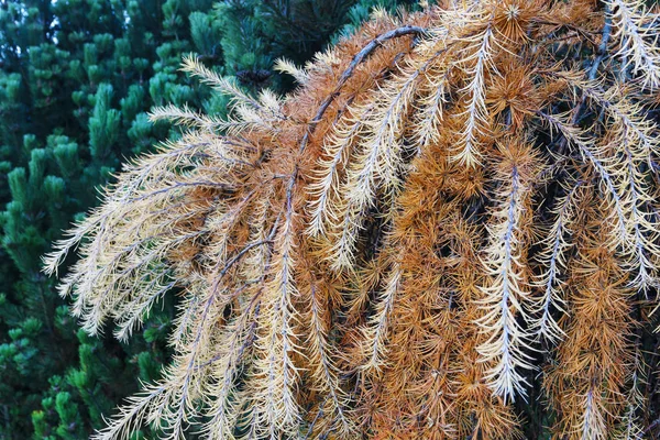 Larch repens (Larix decidua Repens) no jardim — Fotografia de Stock