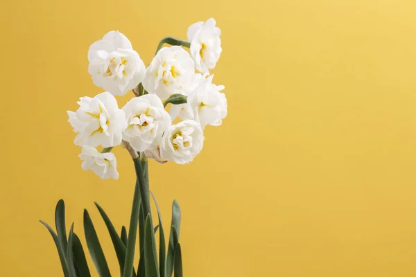 Weiße Narzissenblüten auf gelbem Hintergrund — Stockfoto