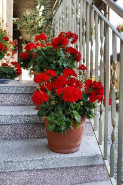 Kırmızı sardunyalı saksılar (pelargonyum) s üzerinde duran çiçekler