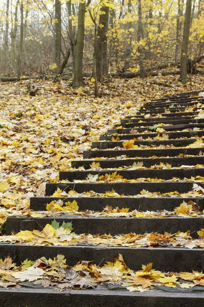 Осенние листья лежат на лестнице в парке . — стоковое фото