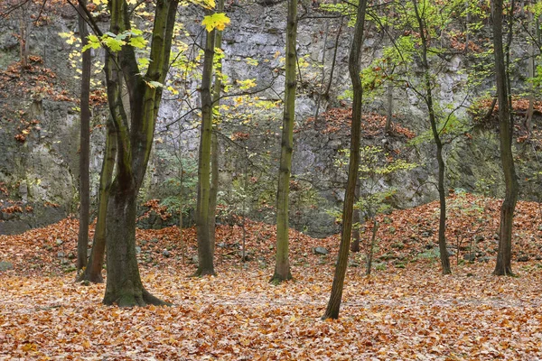 Autumn forest with golden light - wallpaper. — Stock Photo, Image