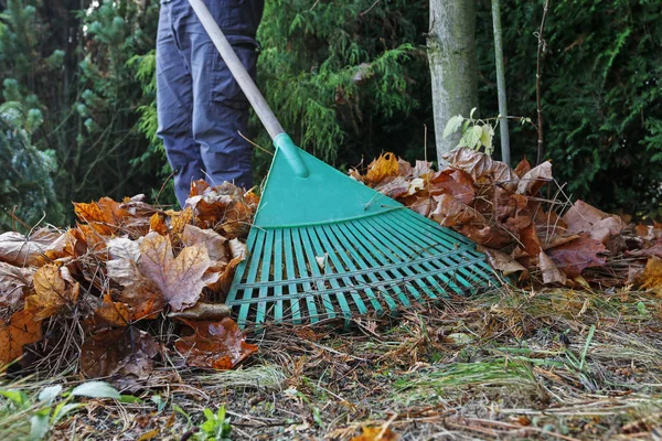 Lente schoonmaak in de tuin. Droge bladeren harken. — Stockfoto